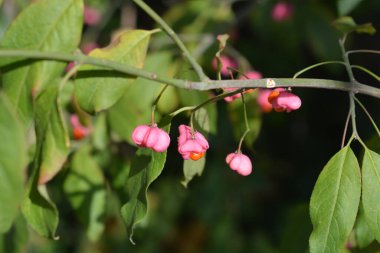 Latince adı Euonymus europaeus olan yapraklı ve tohumlu Avrupa Milli Dalı