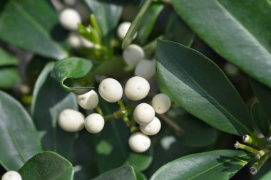 Skimmia beyaz böğürtlen - Latince adı - Skimmia japonica O Berry White