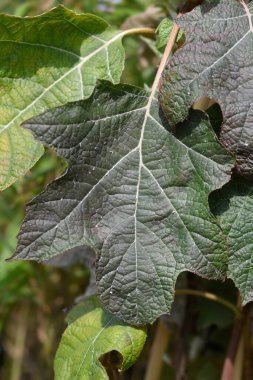 Oakleaf ortanca yaprakları - Latince adı - Hydrangea quercifolia Munchkin