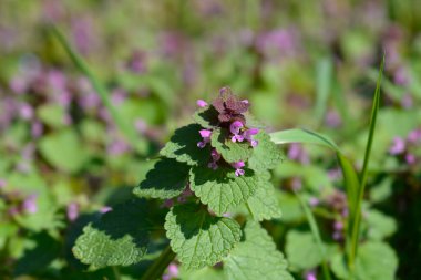 Kırmızı ölü ısırgan otu çiçekleri - Latince adı - Lamium purpureum