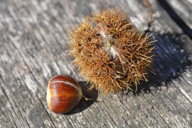 Tahta bir yüzeyde tatlı kestane meyvesi - Latince adı - Castanea sativa