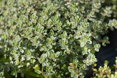 Lemon Thyme yaprakları - Latince adı - Thymus x citriodorus