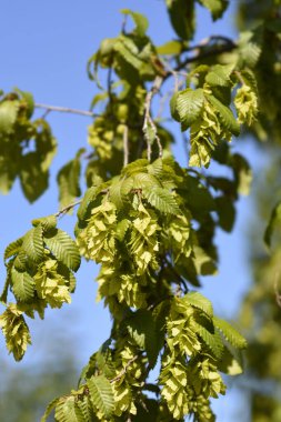 Tohumları olan doğu boynuz ışını dalı - Latince adı - Carpinus orientalis