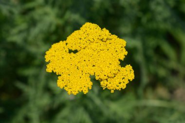 Fern-leaf yarrow flowers - Latin name - Achillea filipendulina clipart