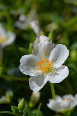 Yosun gülü beyaz çiçek - Latince adı - Portekiz melezleri