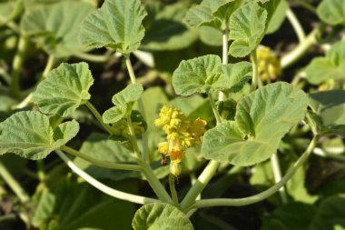 Sarı şeytanlar çiçekleri ve yaprakları pençelerler - Latince adı - Ibicella lutea