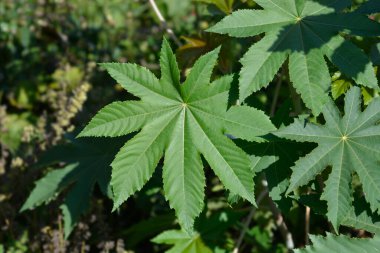 Hint yağı yaprakları - Latince adı - Ricinus communis