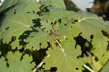 Plume gelincik yaprakları - Latince adı - Macleaya cordata