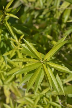 Limon yaprağı - Latince adı - Aloysia citriodora