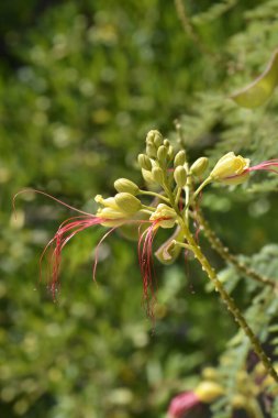 Bird of paradise yellow flowers - Latin name - Caesalpinia gilliesi clipart