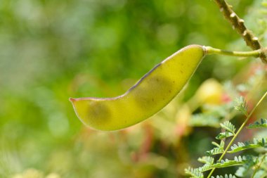 Cennet kuşu tohum kapsülü - Latince adı - Caesalpinia gilliesi