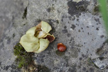 Kayanın üzerinde Avrupa mesanesi tohumu - Latince adı - Staphylea pinnata