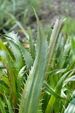 Terk edilmiş deniz kutsal yaprakları - Latince adı - Eryngium bromeliifolium