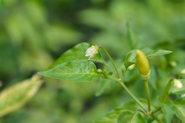 Kuş biberi çiçeği ve yaprakları - Latince adı - Capsicum baccatum
