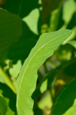 Cultivated tobacco leaves - Latin name - Nicotiana tabacum clipart