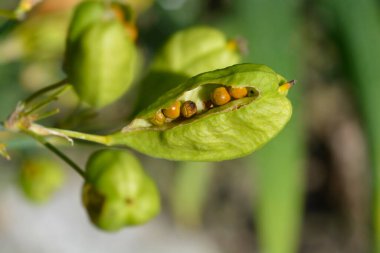 Şeker zambağı tohumu kapsülü - Latince adı - Iris Norrisii