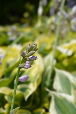 Hosta soluk mor çiçekler - Latince adı - Hosta Austin Dickinson