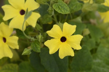 Siyah gözlü Susan şarap çiçekleri - Latince adı - Thunbergia alata