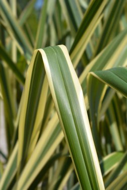 Değiştirilmiş Yeni Zelanda keten yaprağı detayı - Latince adı - Phormium tenax Variegatum