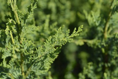 Lawsons Cypress - Latince adı Chamaecyparis lawsoniana Wisselii