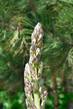 İspanyol çiçek tomurcukları - Latince adı - Yucca gloriosa