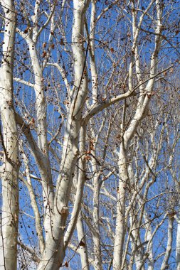 Tohumlarla dolu Londra uçak dalları Latince adı Platanus hispanica