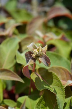 Kaba terk edilmiş ortanca çiçek tomurcukları - Latince adı - Hydrangea aspera Sıcak Çikolata