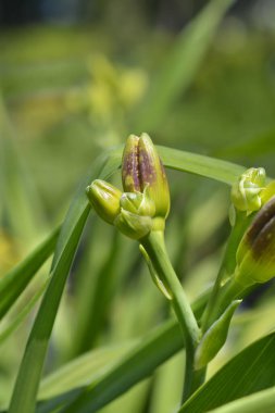 Gündüz açan çiçek tomurcukları - Latince adı - Hemerocallis Gece Közleri