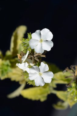 Çiçekçiler verbena beyaz çiçekleri - Latince adı - Verbena melezleri