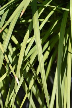 Dağ lahanası yaprakları - Latince adı - Cordyline indivisa 