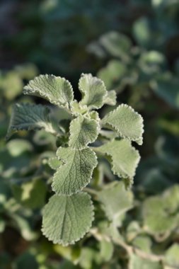 Deniz tarağı Kabuğu Horehound yaprakları - Latince adı - Marrubium supinum