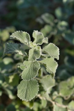 Scallop Shell Horehound leaves - Latin name - Marrubium supinum clipart