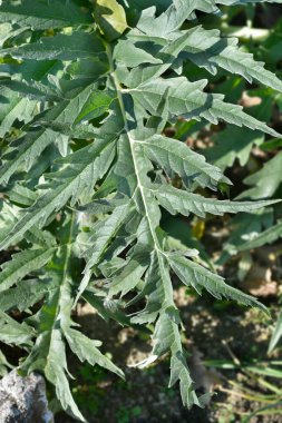 Artichoke thistle leaves - Latin name - Cynara cardunculus clipart