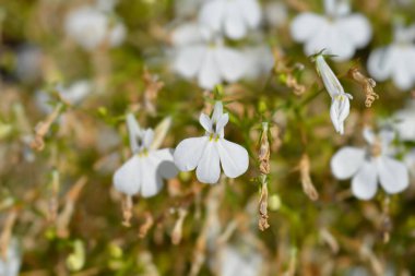 Lobelia beyaz çiçekleri - Latince adı - Lobelia erinus