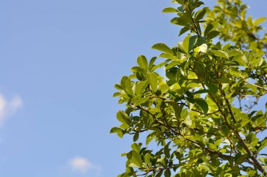 Kobus manolya yaprakları - Latince adı - Magnolia kobus