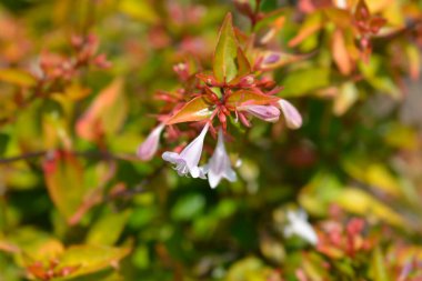 Parlak abelia çiçekleri - Latince adı - Abelia grandiflora