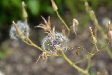 Mavi marul tohumu başı - Latince adı - Lactuca perennis