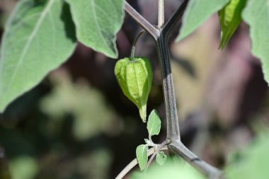 Meksika domates meyvesi - Latince adı - Physalis coztomatl