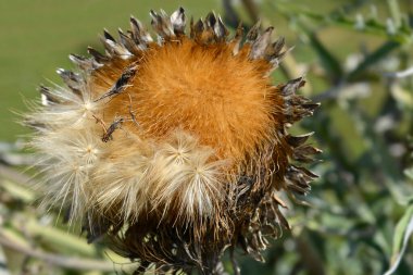 Artichoke thistle seed head - Latin name - Cynara cardunculus clipart