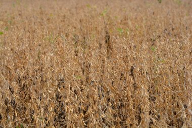 Soya fasulyesi tarlası - Latince adı - Glycine max