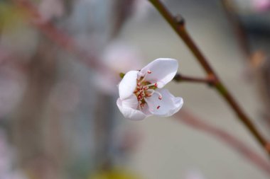 Peach tree branch with flower - Latin name - Prunus persica Andross clipart