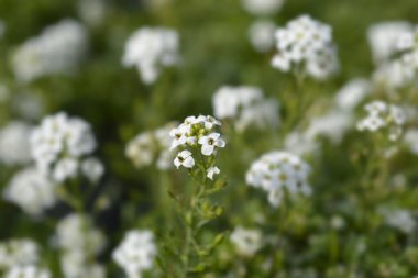 Chamois cress beyaz çiçekleri - Latince adı - Hornungia alpina