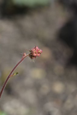 Mercan Çanları çiçek tomurcukları - Latince adı - Heuchera sanginea Splendens