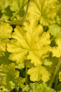 Coral Bells Electric Lime Latince adıyla Heuchera Electric Lime 'dan ayrılıyor