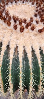 Altın fıçı kaktüs detayı - Latince adı - Kroenleinia grusonii