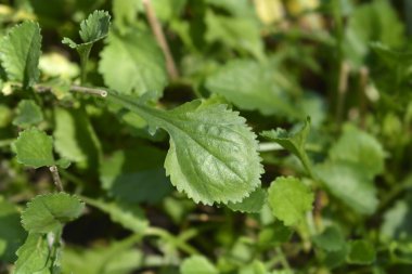 Terk edilmiş ay papatyası yaprakları - Latince adı - Chrysanthemum adustum
