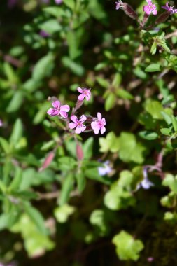 Rock soapwort pink flowers - Latin name - Saponaria ocymoides clipart