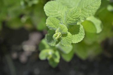 Ananas nane çiçeği tomurcukları ve yaprakları - Latince adı - Mentha suaveolens