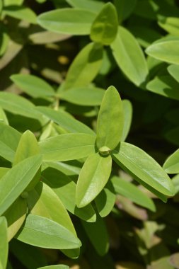 Çiçek tomurcuklu ve yeşil yapraklı Aarons sakalı - Latince adı Hypericum calycinum