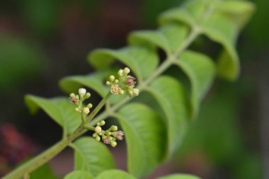 Küçük çiçekli Ranibili şubesi - Latince adı - Cipadessa baccifera